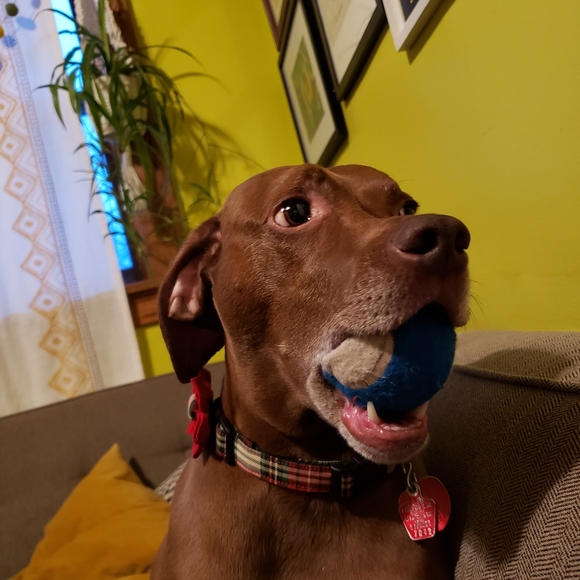 Meet your Posher, Amber - Picture 4 of 4